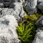 Above Watlowes, Malham
